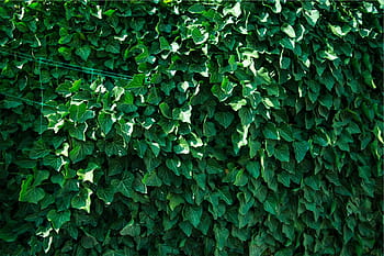 zelené listy rostliny, zelená, rostlina, rostlin, listy, zelená barva, pozadí, list, celý rám, Příroda, detail
