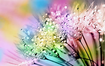 ดอกแดนดิไลอันหลากสี, พฤกษา, ธรรมชาติ, ฤดูร้อน, สดใส, ดอกแดนดิไล, blowball, นาฬิกาดอกแดนดิไล, หยดน้ำ, น้ำ, ฝน