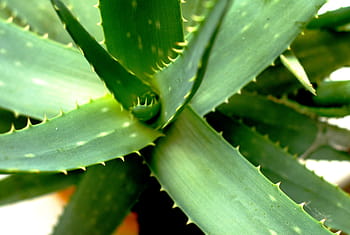 pianta verde foglia, Aloe Vera, spine, guarigione, fogliame