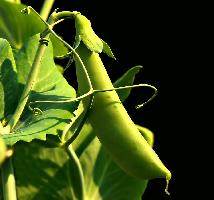 tubular green fruit, Sweet Pea, Garden, Sweet, Pea, Pea, Plant, sweet, pea, plant, nature, botanical, green