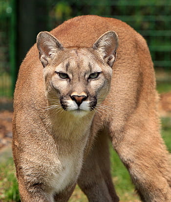 selektivní, fotografování, divoký, kočka, Puma, horský lev, puma concolor, velká kočka, Kočkovitý, zvíře, volně žijících živočichů