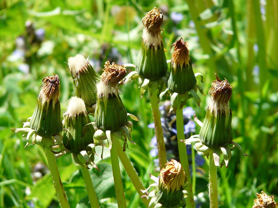 common dandelion, pointed flower, inflorescence, faded, taraxacum sect ruderalia, dandelion, taraxacum, weed