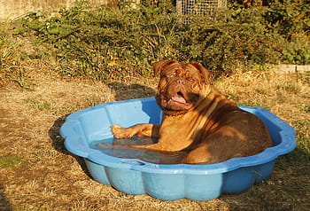brown, french, mastiff, blue, plastic basin, water, daytime, dog, big dog, puppy, dogue de bordeaux