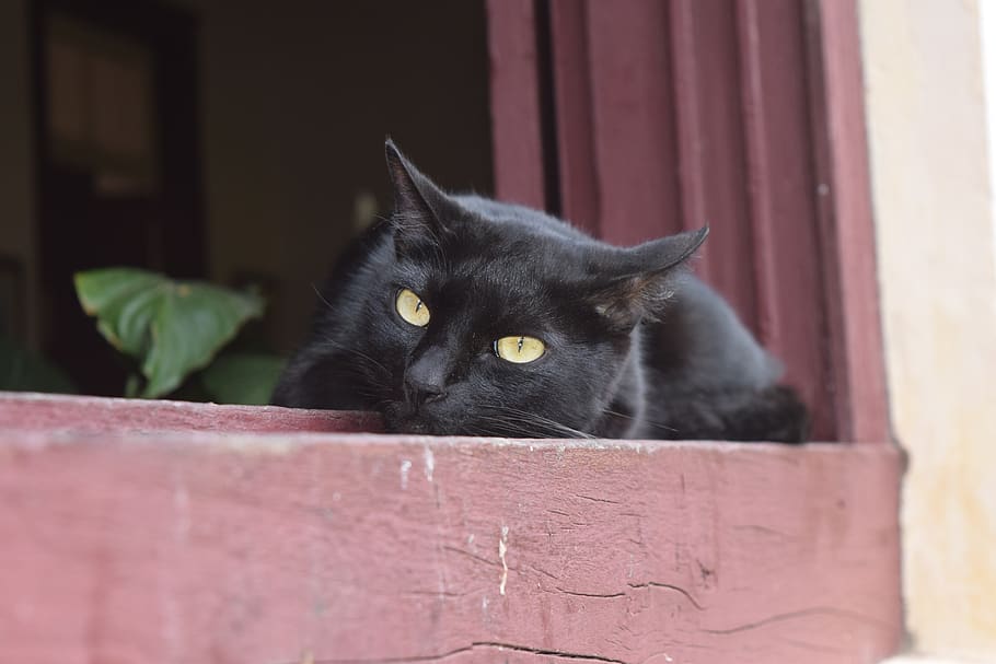 cat, cats, care feline, animal, feline, kitten, black cat, pet, domestic animals, house cat, gata