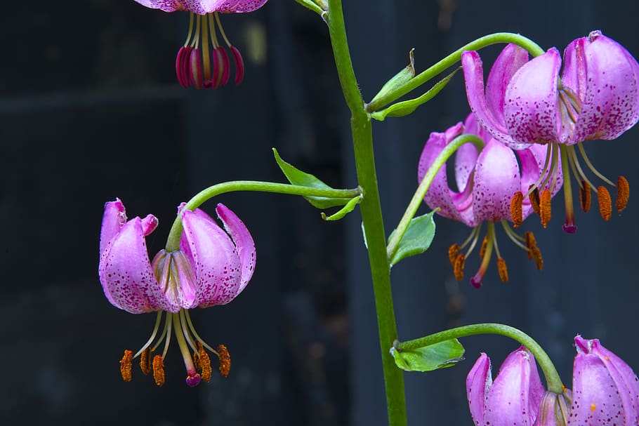 lilie, turkovy čepice, turban lily, divoká rostlina, rodák, nachový, lilium superbum, rostlina, květ, flóra, pyl