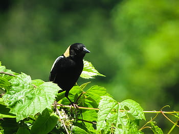 vogelstand, merels, bobolink, natuur, vogelen