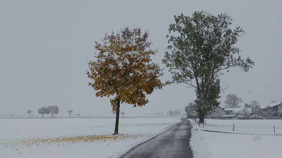Loneliness, Road, Trees, Coldsnap, Trist, allgäu, autumn, snow, october, 2012, winter