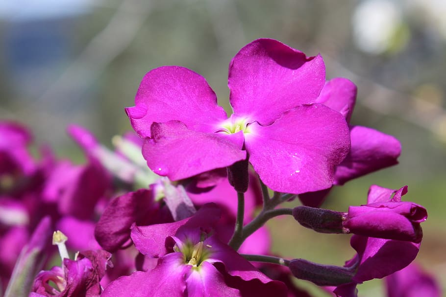 nature, flower, plant, garden, flowering, alelí, alelies