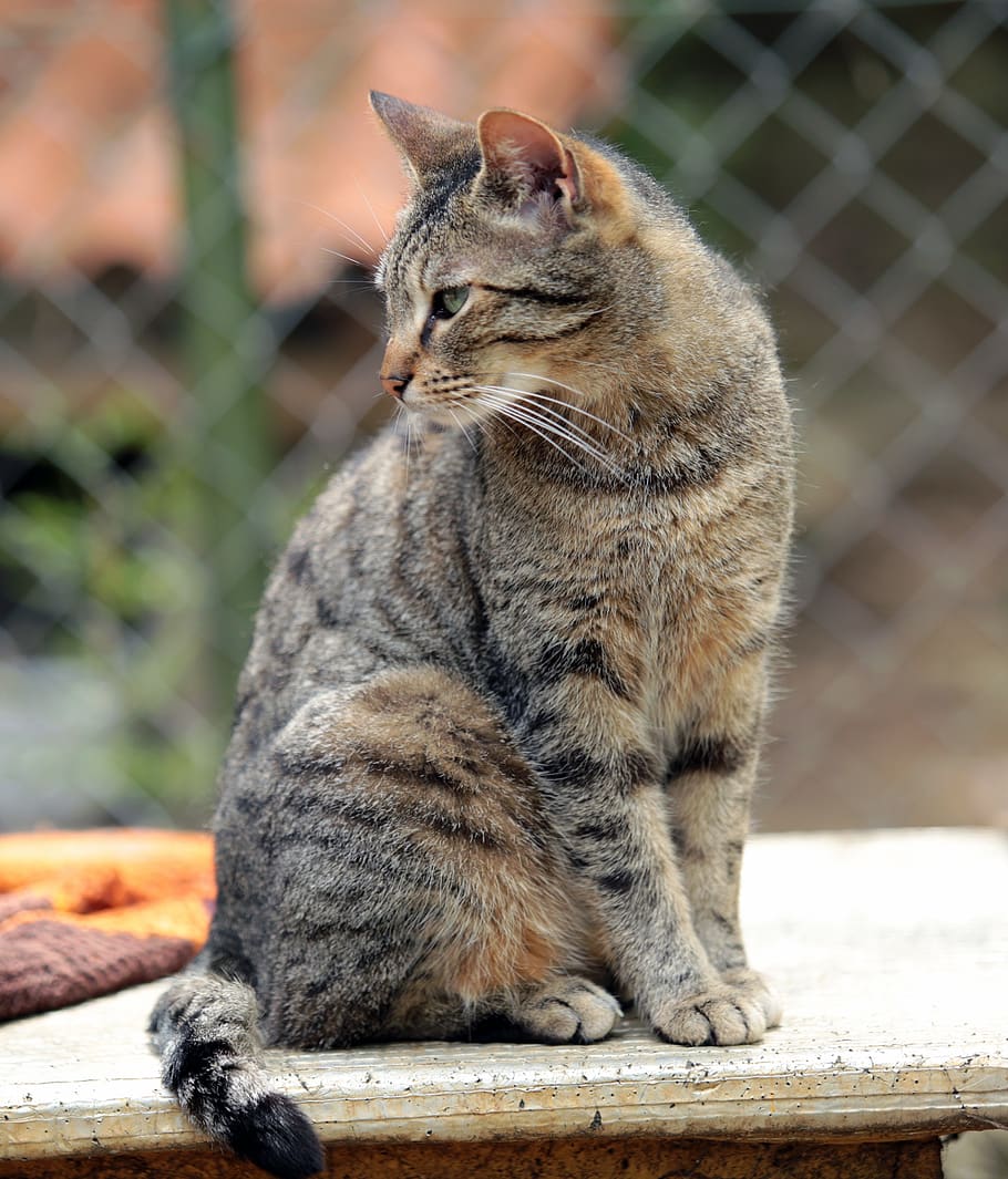 katze, hauskatze, cat, animal, pets, domestic animal, feline, grey beige, tabby, getigerte, pussy