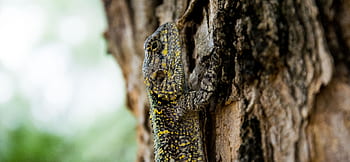 animali, rettili, lucertola, geco, bilancia, albero, abbaiare, legna, bokeh