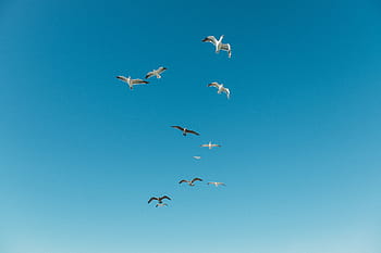 低、 角度の写真、 群れ、 鳥、 飛行、 青、 空、 黒、 白、 昼間、 動物