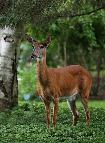 cerb, vară, natură, animale sălbatice, animal, pădure, în aer liber, zi, permanent, verde, animale tematice