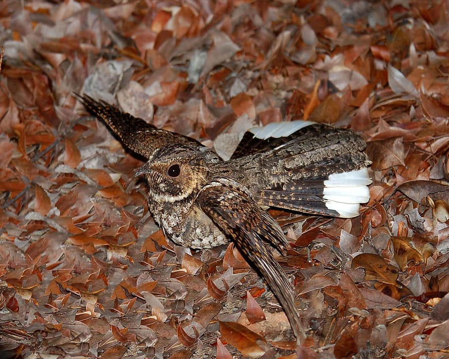 Rico, de, guabairo, nightjar, rican, puerto, ptáků, zvířat, fauna