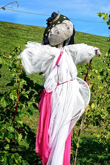 scarecrow, woman of straw, figure, silhouette, human, bird control, bird, field, agriculture, country life, defense