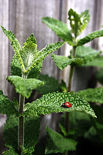 selective, focus photography, red, ladybug, leaf, mint, peppermint, moroccan mint, tee, insect, points