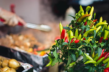 chilli pepper plant, Chilli pepper, plant, chilli, herbs, food, cooking, vegetable, freshness, outdoors, gourmet