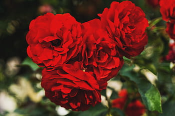 selective, focus photography, red, roses, flower, petal, bloom, garden, plant, nature, autumn