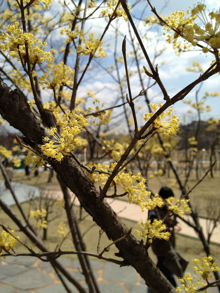 Spring Flowers, Nature, flowers, spring, plants, cornus, tree, flower, branch, yellow, focus on foreground