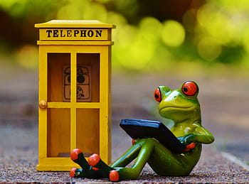 red, eyed, tree frog, sitting, using, smartphone, yellow, wooden, telephon booth, frog, phone booth