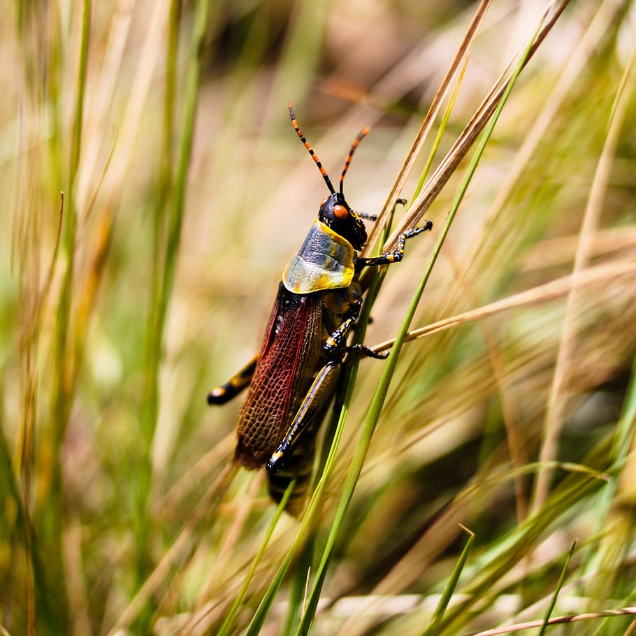 Grasshopper, Burundi, Insect, Animal, grass, africa, macro, nature, one animal, animal themes, animal wildlife