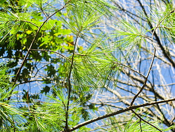 pines, leaves, green, branches, tree