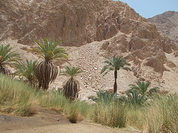 Nature, Oasis, Kini, Egypt, Landscape, oasis kini, palm trees, desert, palm tree, arid climate, tree