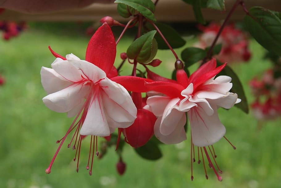 白、 赤、 花びらの花、 フクシア、 花、 緑、 クローズアップ、 花びら、 自然、 自然の美しさ