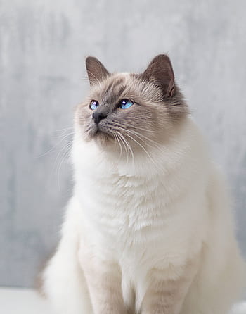 birman, kotě, kočka, Marie, roztomilý, modré oči, portrét, krytý, slunečního světla, polední, mladý
