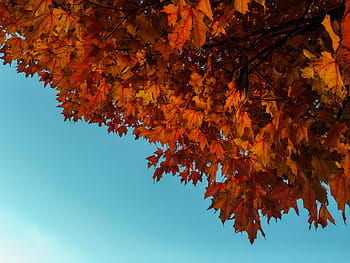 orange trees, red, maple, tree, orange, leaves, fall, autumn, nature, blue, sky