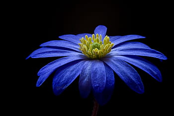 blue, osteospermum flower, selective, focus photography, balkan anemone, flower, blossom, bloom, anemone, close, detail