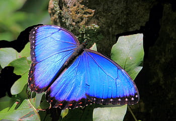 butterfly, butterflies, blue morpho, nature, insect, wings, blue, wildlife