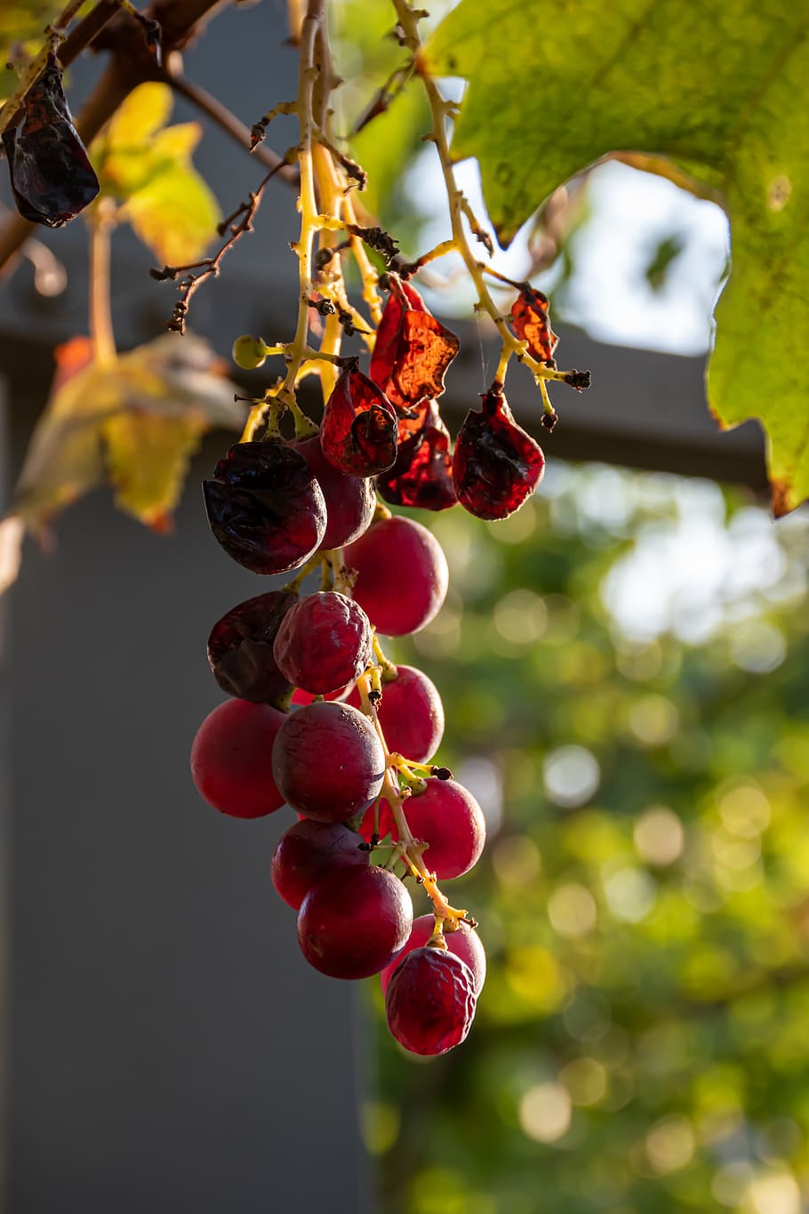 grape, autumn, season, nature, acini, leaves, green, bunch, sukkot, dry, just autumn