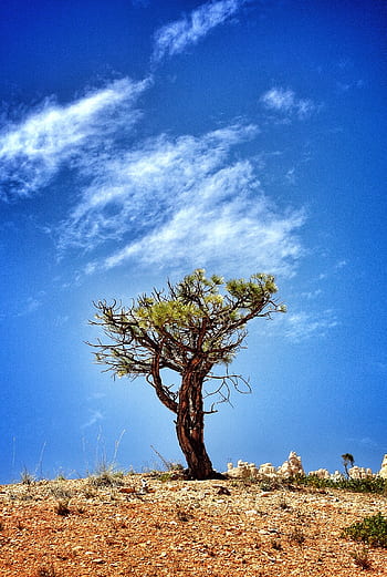 mountain, highland, cloud, blue, sky, landscape, nature, valley, hill, summer, tree