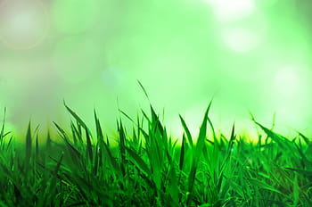 green grass, grass, background, nature, natural, sun, sunshine, green, seasons, summer, spring