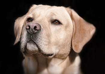 adulto, giallo, labrador retriever, foto di messa a fuoco, labrador, capo, inferno, cane, animale, vicino, animale domestico