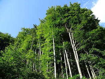 trees, forest, crooked forest, the edge of the forest, beech, nature, alley, deciduous tree, branches, branch, treetops