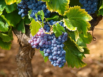 photo of grapes, vines, vineyards, fall, grape, vine leaves, bunch of grapes, red grape, vine, vineyard, fruit