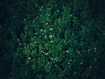 green, leafed, plants, dark, tree, leaf, leaves, nature, green color, plant, growth
