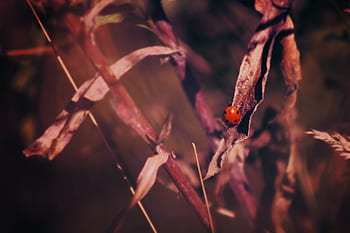 plant, blur, red, beetle, bug, insect