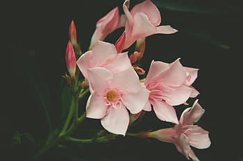 close-up photo, pink, 5-petaled, 5- petaled flowers, white, petal, flowers, flower, bloom, nature, plant