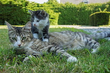 silver, tabby, cat, lying, ground, kitten, cats, pet, animal, animals, pussy