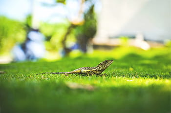 naklonění fotografie, ještěrka, zelená, tráva, vousatý, drak, jednoho zvířete, zelená barva, plaz, selektivní zaměření, zvířat