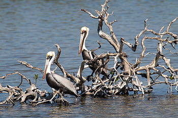 two, gray, pelicans perching, tree branches, cuba, cayo coco, pelican, bird, island