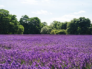 purple flower field, lavender, lilac, field of flowers, nature, blooming, flora, violet, landscape, lavender field, field