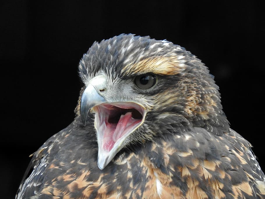 harris hawk, cry, bill, raptor, bird portrait, portrait, close, black background, bird, beak, one animal