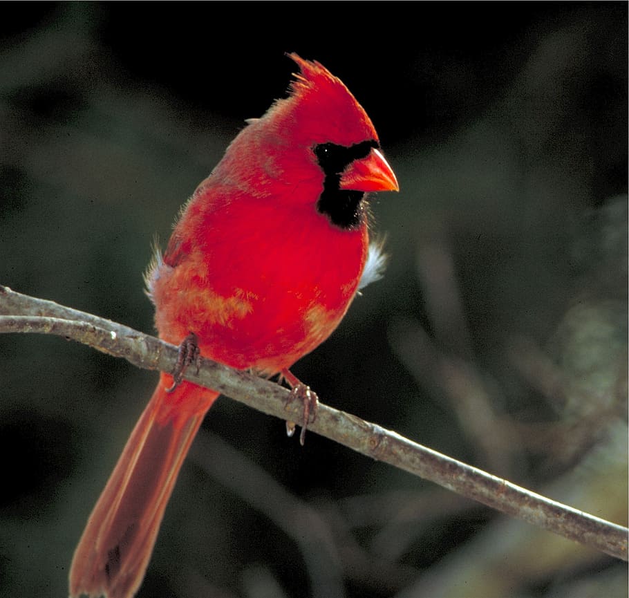 red, cardinal, bird, tree branch, perched, male, nature, wildlife, songbird, feathers, branch