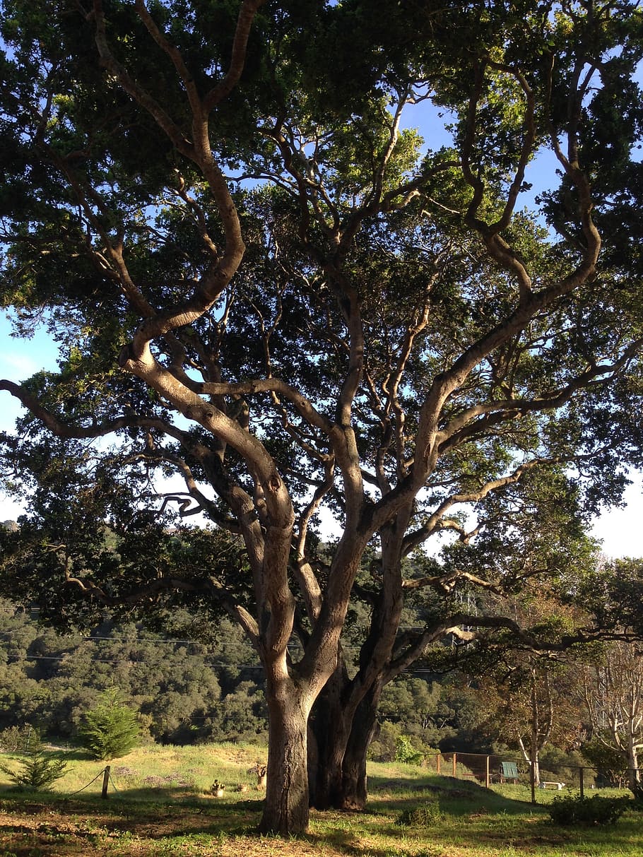 oak tree, nature, tree, oak, landscape, grass, spring