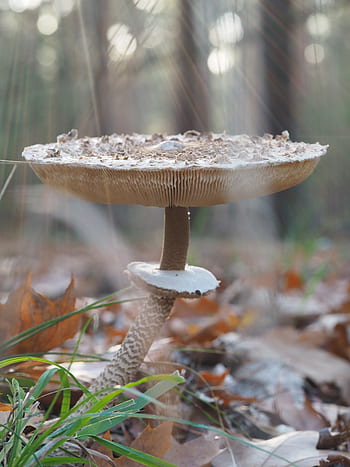 houba, slunečník, les, obrazovka houba, jedlý, podzim, Příroda, makro, obří obrazovka houba