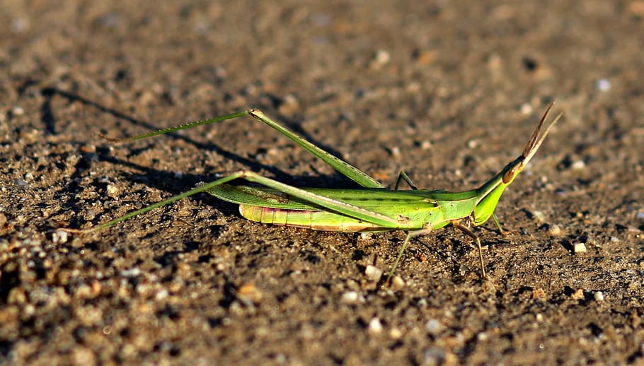 saranče, insecta, zelená, Příroda, detail, makro, hmyz, list, rostlina, zelená barva, růst
