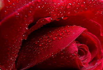 red, rose, water, drops, dew, petals, flower